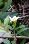 Arrowleaf sida